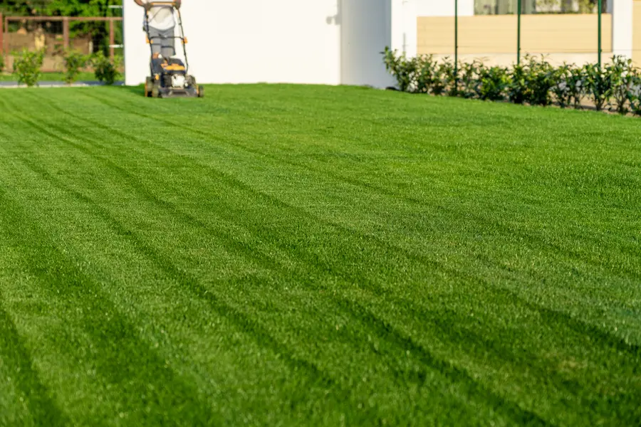 How Regular Lawn Mowing Promotes Healthy Grass Growth in Santa Cruz CA How Regular Lawn Mowing Promotes Healthy Grass Growth in Santa Cruz CA